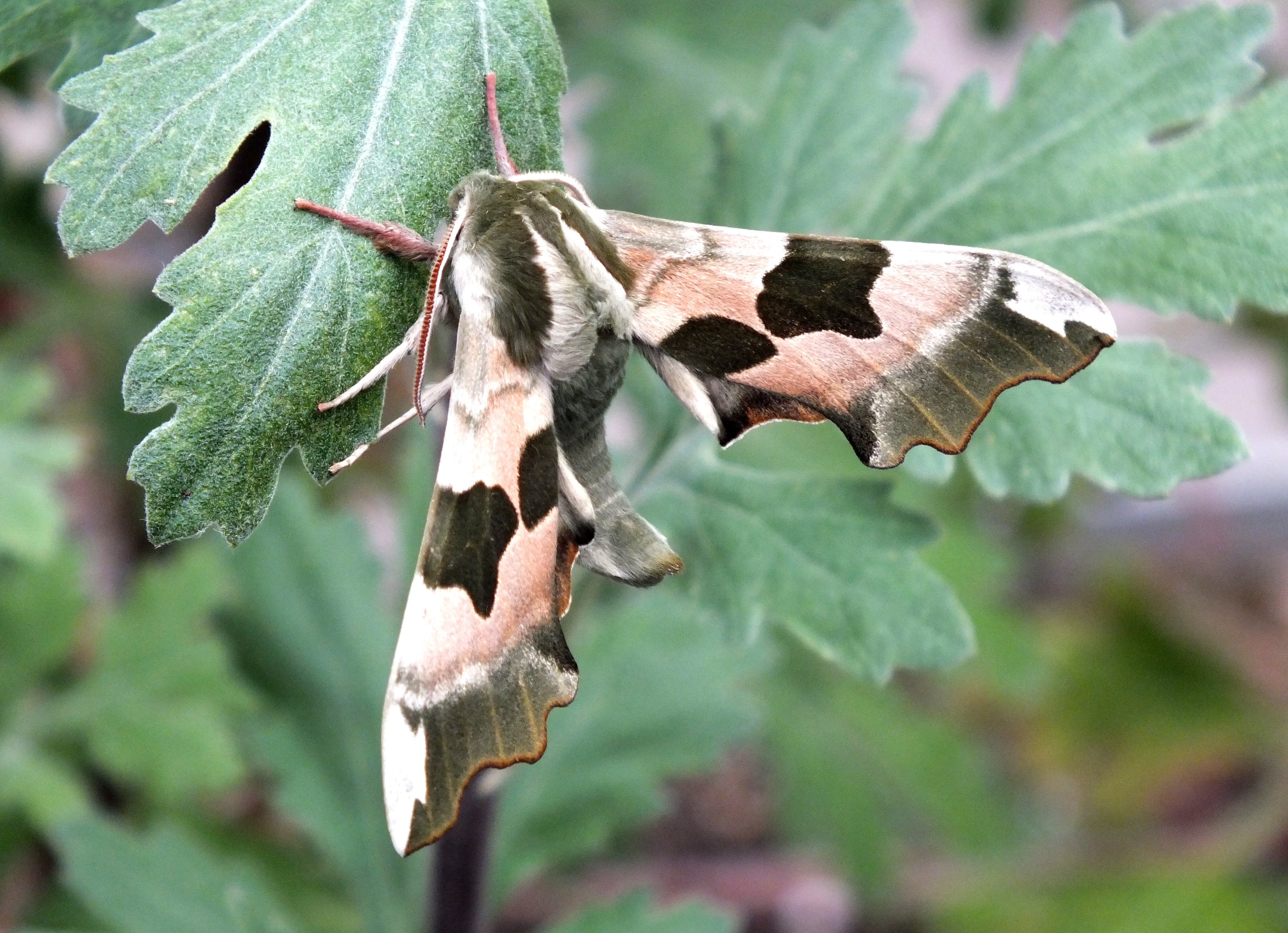 LIME HAWK MOTH. Bill Bagley Photography